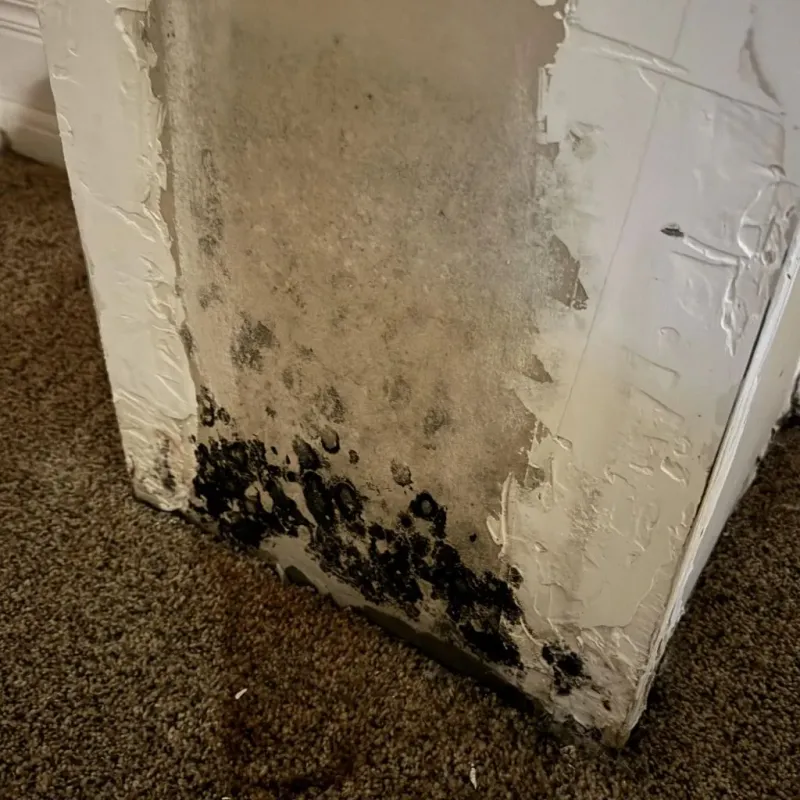 Professional Mold Removal in Hughes County, OK